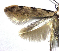 Endophthora omogramma