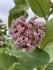 Asclepias syriaca