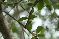 Erythroxylum havanense