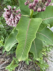 Asclepias syriaca