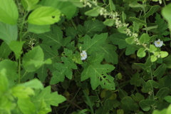 Solanum campechiense