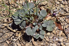 Eriogonum deflexum