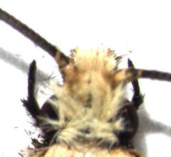 Endophthora omogramma