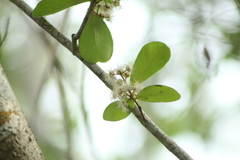 Erythroxylum havanense