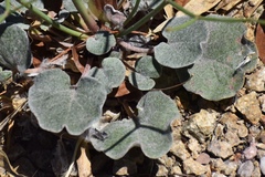 Eriogonum deflexum