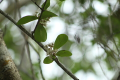 Erythroxylum havanense