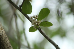 Erythroxylum havanense