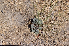 Eriogonum deflexum