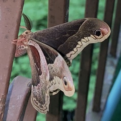 Callosamia promethea