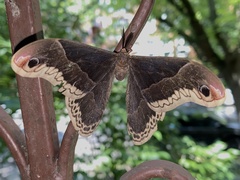 Callosamia promethea