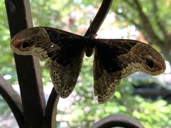 Callosamia promethea