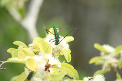 Plinthocoelium chilense