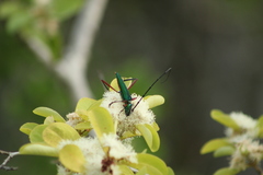 Plinthocoelium chilense