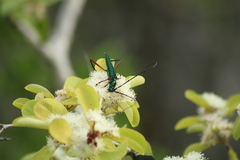 Plinthocoelium chilense