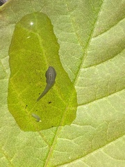 Helobdella stagnalis