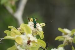 Plinthocoelium chilense