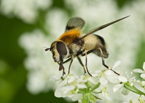 Blotch-winged Hoverfly