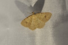 Digrammia muscariata