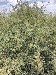 Asphondylia atriplicis