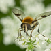Blotch-winged Hoverfly - Photo (c) djhiker, some rights reserved (CC BY-NC), uploaded by djhiker