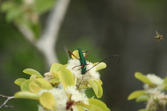 Plinthocoelium chilense