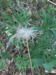 Pulsatilla patens