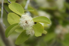 Erythroxylum havanense