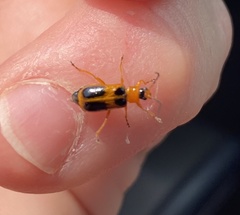 Phyllobrotica decorata