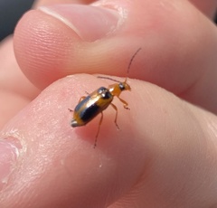 Phyllobrotica decorata