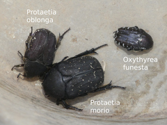 Protaetia oblonga
