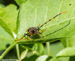 Trachyderes distinctus