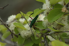 Plinthocoelium chilense