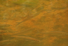 Alosa pseudoharengus