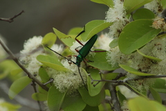 Plinthocoelium chilense