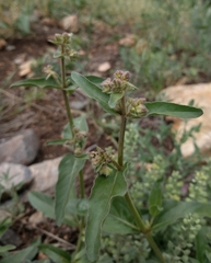 Mirabilis hirsuta