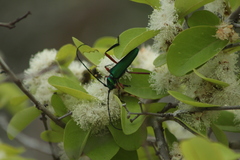 Plinthocoelium chilense