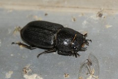 Dorcus parallelus