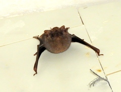 Balantiopteryx plicata