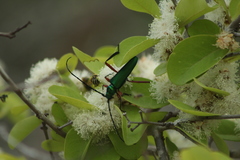 Plinthocoelium chilense