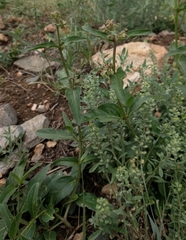 Mirabilis hirsuta