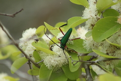 Plinthocoelium chilense