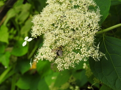 Bombus griseocollis