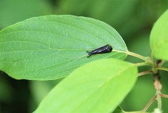 Mystacides sepulchralis