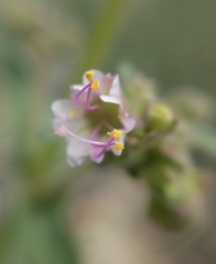 Mirabilis hirsuta