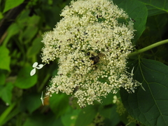 Bombus griseocollis
