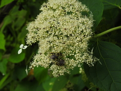 Bombus griseocollis