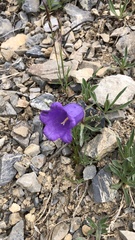 Campanula alpestris