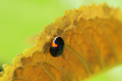 Adalia decempunctata