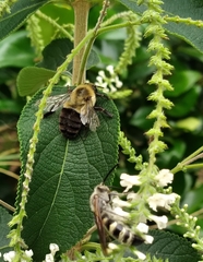 Bombus impatiens image