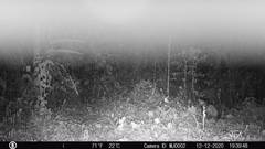 Didelphis marsupialis